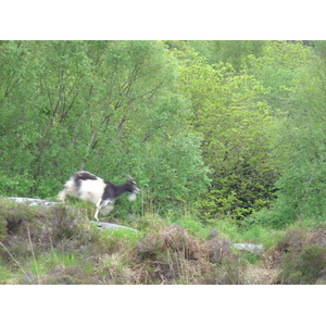 照片 爱尔兰(Ireland) 凯里郡(Kerry) 基拉尼国家公园(Killarney National Park) 2004-05 26