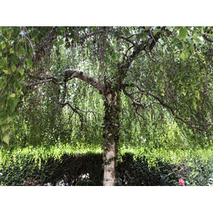 照片 法国(France) 巴黎(Paris) 蒙索公园(Monceau Garden) 2020-06 2