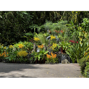 照片 新加坡(Singapore) 新加坡植物园(Singapore Botanic Gardens) 2023-01 50