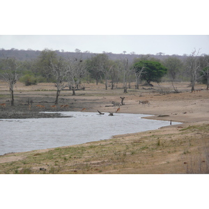 照片 南非(South Africa) 克鲁格国家公园(Kruger National Park) 姆蓬多(Mpondo) 2008-09 27
