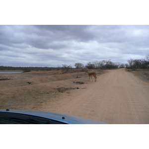 照片 南非(South Africa) 克鲁格国家公园(Kruger National Park) 姆蓬多(Mpondo) 2008-09 13
