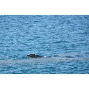 照片 南非(South Africa) 赫曼努斯(Harmanus) 2008-09 285