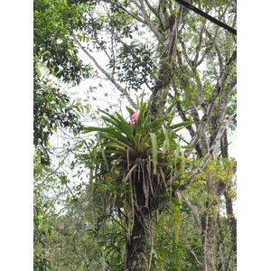 照片 哥斯达黎加(Costa Rica) 塔拉曼卡旧港(Puerto Viejo de Talamanca) 2015-03 124