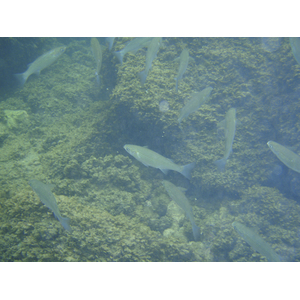 照片 法国(France) 昂蒂布(Antibes) 格拉韦特海滩(Plage de la Gravette) 2007-08 24