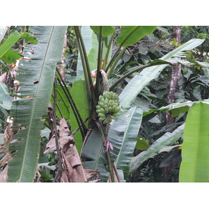 照片 哥斯达黎加(Costa Rica) 塔拉曼卡旧港(Puerto Viejo de Talamanca) 2015-03 136