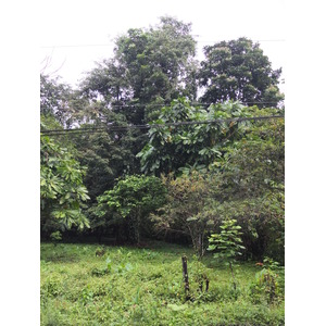 照片 哥斯达黎加(Costa Rica) 塔拉曼卡旧港(Puerto Viejo de Talamanca) 2015-03 129