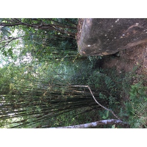 照片 泰国(Thailand) 普欣隆卡国家公园(Phu Hin Rong Kla National Park) 2014-12 141