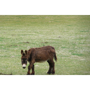 照片 法国(France) 奥布拉克(L'Aubrac) 2008-04 104