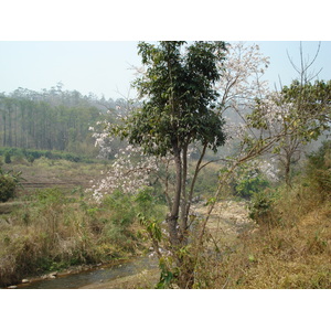 照片 泰国(Thailand) 邦玛帕至拜县公路(Pang Mapha to Pai road) 2007-02 85