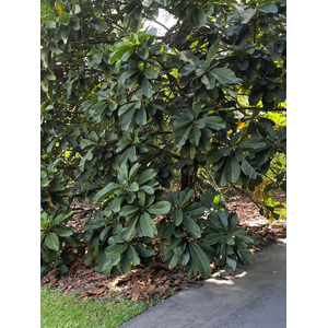 照片 新加坡(Singapore) 新加坡植物园(Singapore Botanic Gardens) 2023-01 46