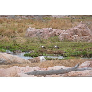 照片 南非(South Africa) 克鲁格国家公园(Kruger National Park) 鳄鱼河(Crocodile River) 2008-09 33