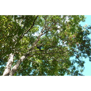 照片 塞舌尔(Seychelles) 普拉兰岛(Praslin) 2011-10 127
