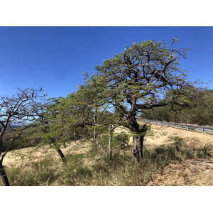 照片 瓜德罗普(Guadeloupe) 巴尔克湾(Anse a la Barque) 2021-02 1
