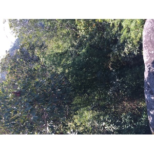 照片 泰国(Thailand) 普欣隆卡国家公园(Phu Hin Rong Kla National Park) 2014-12 279