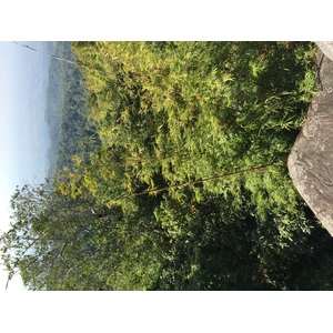 照片 泰国(Thailand) 普欣隆卡国家公园(Phu Hin Rong Kla National Park) 2014-12 142