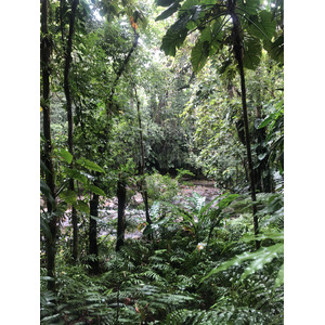 照片 瓜德罗普(Guadeloupe) 螯虾瀑布(Cascade aux ecrevisses) 2021-02 13