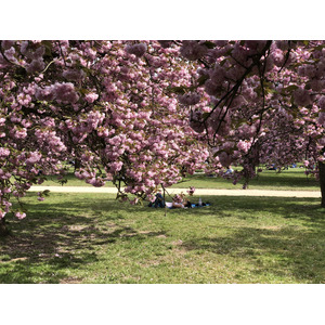 照片 法国(France) 索镇公园(Parc de Sceaux) 2019-04 82
