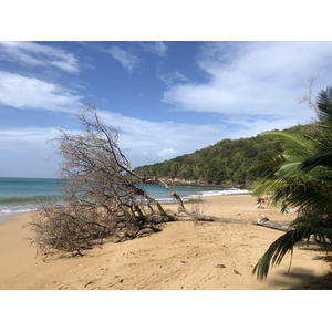 照片 瓜德罗普(Guadeloupe) 珍珠海滩(La Perle Beach) 2021-02 43