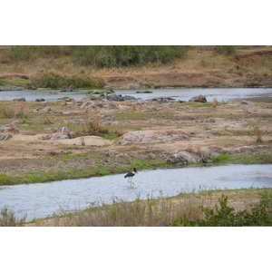 照片 南非(South Africa) 克鲁格国家公园(Kruger National Park) 鳄鱼河(Crocodile River) 2008-09 1