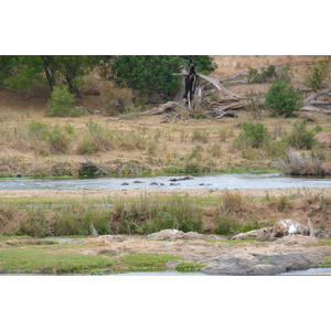照片 南非(South Africa) 克鲁格国家公园(Kruger National Park) 鳄鱼河(Crocodile River) 2008-09 74