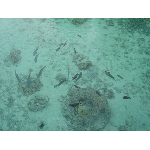 照片 波利尼西亚(Polynesia) 波拉波拉艾美酒店(Meridien Bora Bora Hotel) 2006-04 24