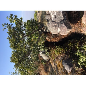 照片 泰国(Thailand) 普欣隆卡国家公园(Phu Hin Rong Kla National Park) 2014-12 384