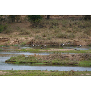 照片 南非(South Africa) 克鲁格国家公园(Kruger National Park) 鳄鱼河(Crocodile River) 2008-09 55
