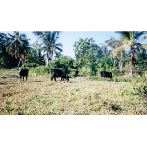 照片 马达加斯加(Madagascar) 1999-10 28