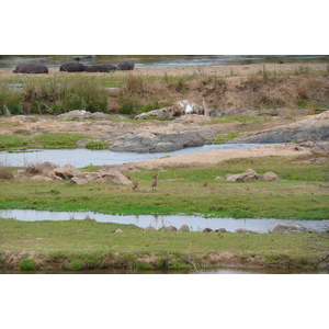 照片 南非(South Africa) 克鲁格国家公园(Kruger National Park) 鳄鱼河(Crocodile River) 2008-09 60