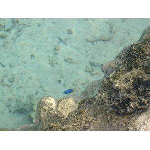照片 波利尼西亚(Polynesia) 波拉波拉艾美酒店(Meridien Bora Bora Hotel) 2006-04 25