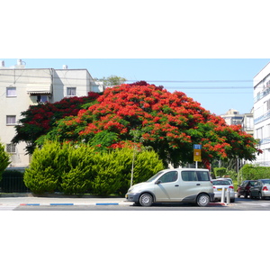照片 以色列(Israel) 特拉维夫(Tel Aviv) 亚博廷斯基街(Jabotinsky Street) 2007-06 6