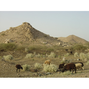 照片 阿曼(Oman) 布赖米至马哈达公路(Buraimi to Mahada road) 2005-03 11