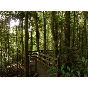 照片 新喀里多尼亚(New Caledonia) 蓝河公园(Parc de la Riviere Bleue) 大贝壳杉(Le Grand Kaori) 2010-05 50