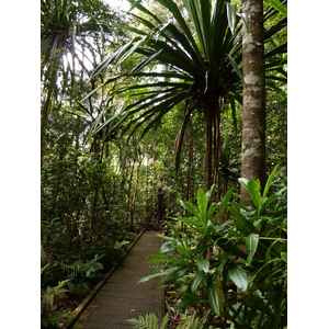 照片 新喀里多尼亚(New Caledonia) 蓝河公园(Parc de la Riviere Bleue) 大贝壳杉(Le Grand Kaori) 2010-05 11