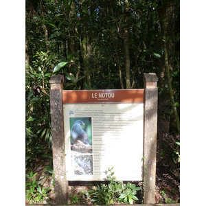 照片 新喀里多尼亚(New Caledonia) 蓝河公园(Parc de la Riviere Bleue) 大贝壳杉(Le Grand Kaori) 2010-05 3