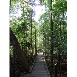照片 新喀里多尼亚(New Caledonia) 蓝河公园(Parc de la Riviere Bleue) 大贝壳杉(Le Grand Kaori) 2010-05 16