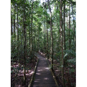 照片 新喀里多尼亚(New Caledonia) 蓝河公园(Parc de la Riviere Bleue) 大贝壳杉(Le Grand Kaori) 2010-05 21