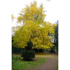 照片 意大利(Italy) 罗马(Rome) 夏拉别墅公园(Villa Sciarra) 2007-11 39