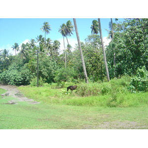 照片 波利尼西亚(Polynesia) 马克萨斯群岛(Marquises) 2006-04 190