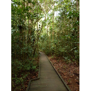照片 新喀里多尼亚(New Caledonia) 蓝河公园(Parc de la Riviere Bleue) 大贝壳杉(Le Grand Kaori) 2010-05 37