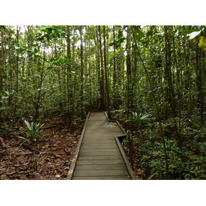 照片 新喀里多尼亚(New Caledonia) 蓝河公园(Parc de la Riviere Bleue) 大贝壳杉(Le Grand Kaori) 2010-05 17