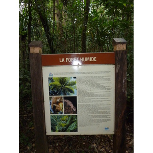 照片 新喀里多尼亚(New Caledonia) 蓝河公园(Parc de la Riviere Bleue) 大贝壳杉(Le Grand Kaori) 2010-05 10