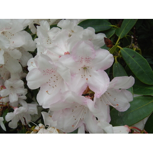 照片 爱尔兰(Ireland) 凯里郡(Kerry) 基拉尼国家公园(Killarney National Park) 马克罗斯庄园(Muckross House) 2004-05 4