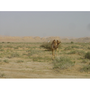 照片 阿曼(Oman) 布赖米至马哈达公路(Buraimi to Mahada road) 2005-03 40