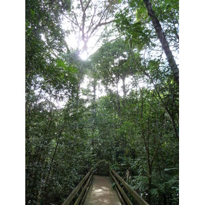 照片 新喀里多尼亚(New Caledonia) 蓝河公园(Parc de la Riviere Bleue) 大贝壳杉(Le Grand Kaori) 2010-05 41