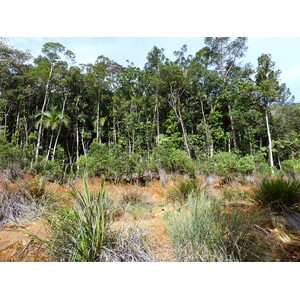 照片 新喀里多尼亚(New Caledonia) 蓝河公园(Parc de la Riviere Bleue) 2010-05 153