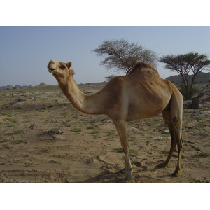 照片 阿曼(Oman) 布赖米至马哈达公路(Buraimi to Mahada road) 2005-03 39