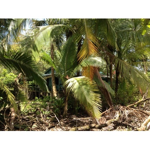 照片 哥斯达黎加(Costa Rica) 卡维塔(Cahuita) 2015-03 256