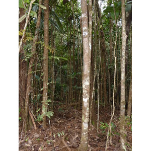 照片 新喀里多尼亚(New Caledonia) 蓝河公园(Parc de la Riviere Bleue) 2010-05 9