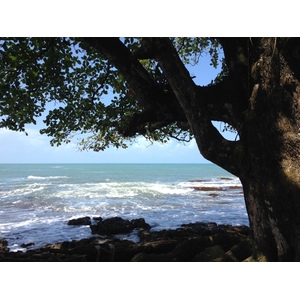 照片 哥斯达黎加(Costa Rica) 卡维塔(Cahuita) 2015-03 15